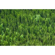 Почти 100га леса высадили в республике Алтай благодаря нацпроекту «Экология»