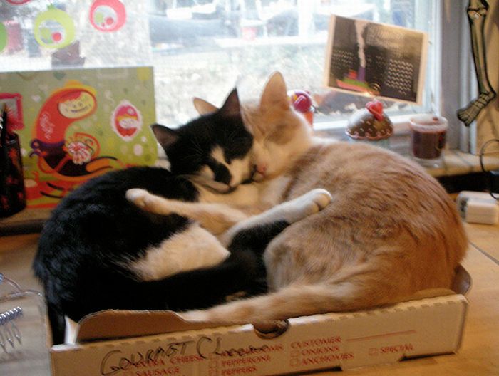 Диван для кота из коробки для пиццы